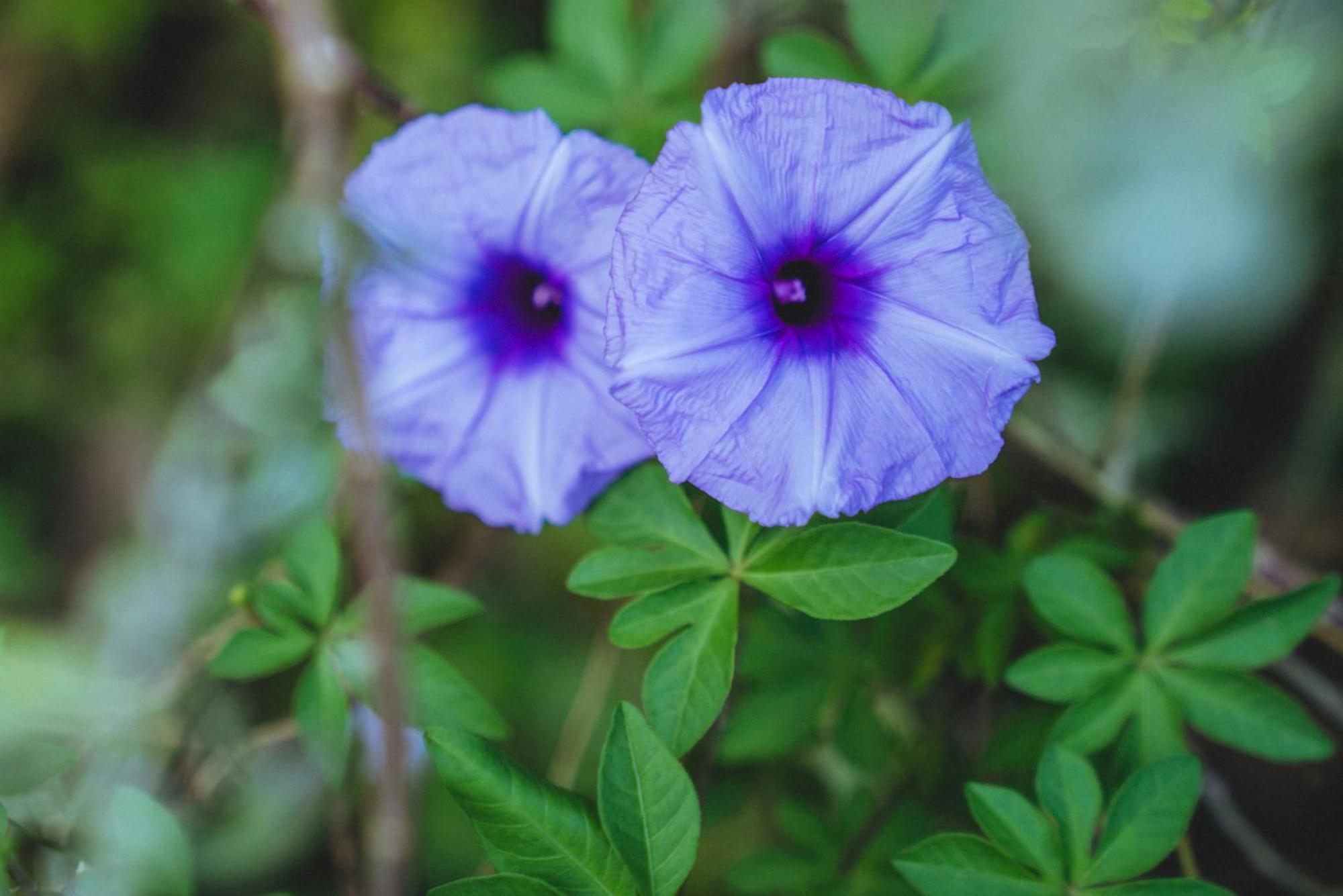 אורוויל Gaia'S Garden Guest House חדר תמונה